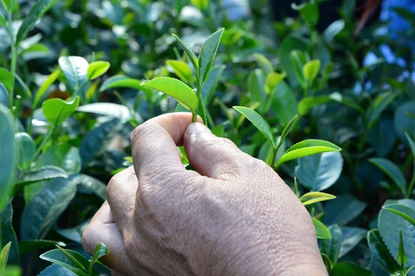 Picking Tip Green Tea Leaf Human Hand Tea Plantation Hill — Stock Photo, Image