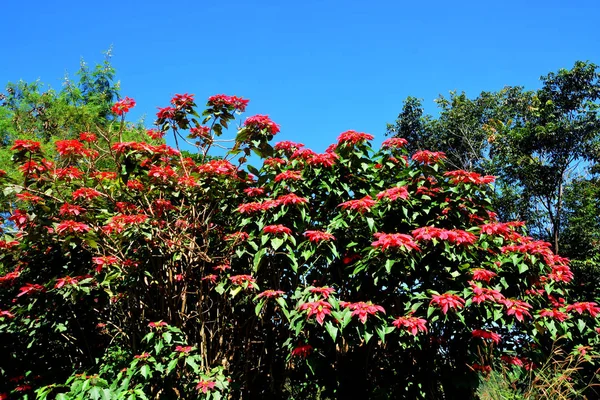 Christmas Star Poinesettia Red Poinsettia Flowers Euphorbia Pulcherrima — Stock Photo, Image