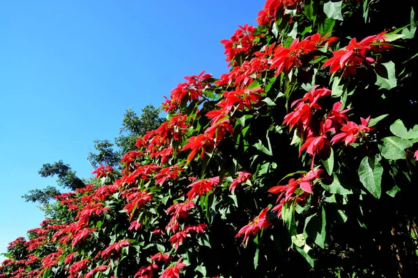 Estrella Navidad Poinesettia Flores Poinsettia Roja Euphorbia Pulcherrima —  Fotos de Stock