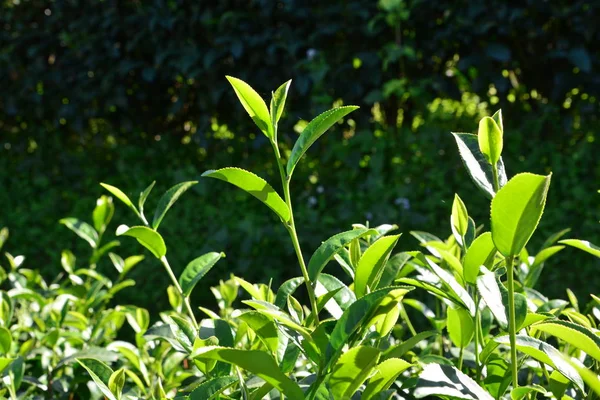 Green Tea Bud Fresh Leaves Tea Plantations Mountain — Stock Photo, Image