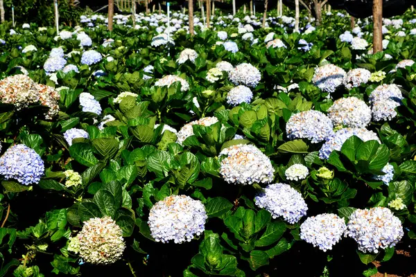 Hydrangea flower (Hydrangea macrophylla) in a garden