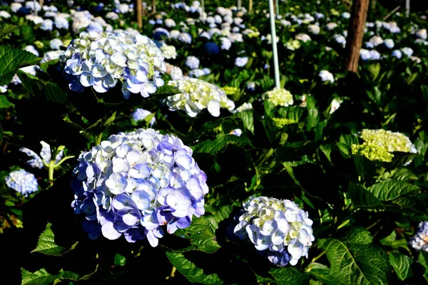 Hydrangea flower (Hydrangea macrophylla) in a garde