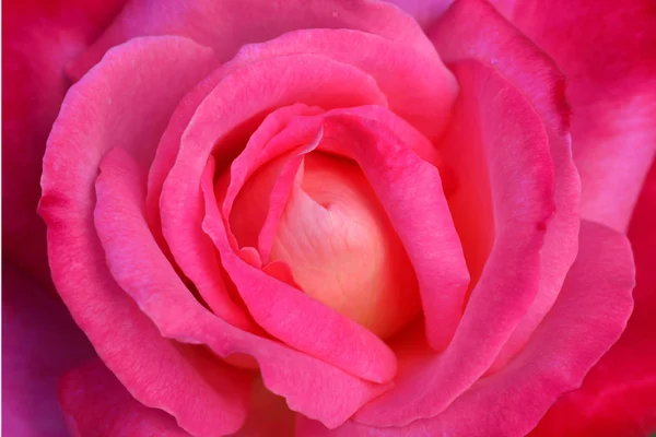 Close Beautiful Pink Rose Flower Very Shallow Depth Field — Stock Photo, Image