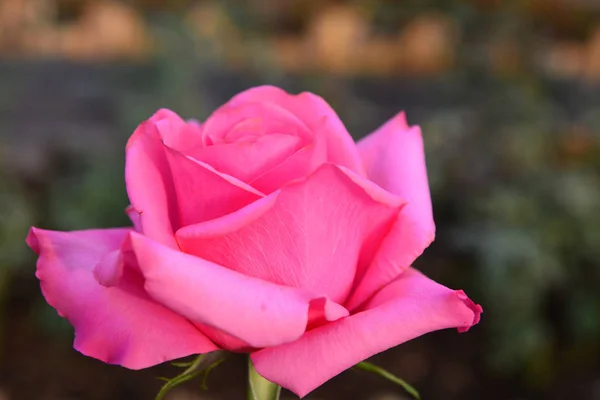 Close Beautiful Pink Rose Flower Very Shallow Depth Field — Stock Photo, Image