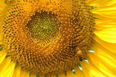 Arı sunflowe üzerinde kapat