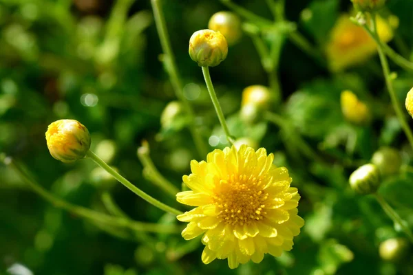 Chrysanthème Indicum Fleurs Lin Chrysanthème Morifolium Ramat Fleurs Dans Plantation — Photo