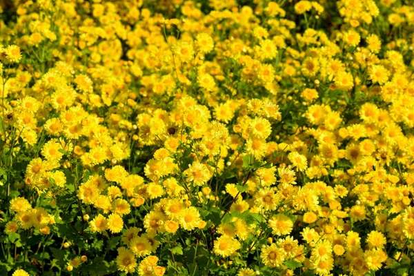 Χρυσάνθεμο Λουλούδια Linn Indicum Χρυσάνθεμο Λουλούδια Ramat Morifolium Φυτεία — Φωτογραφία Αρχείου