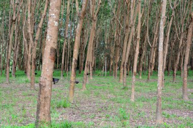 Satır para kauçuk ağacı ekimi, kauçuk dokunarak