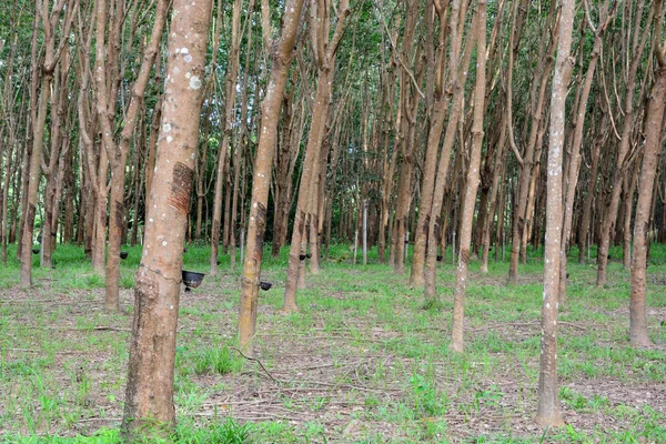 Fila Para Árbol Goma Plantación Tapping Goma —  Fotos de Stock