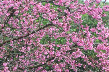 Doğa arka plan üzerinde kiraz çiçeği veya Sakura çiçek *** yumuşak odak