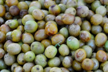 Kırmızı kahve kiraz, Not seçin odak alan sığ derinliği ile