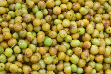 Yeşil kahve kiraz, Not seçin odak alan sığ derinliği ile