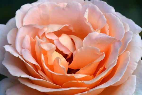 Primer plano Hermosa flor de rosa naranja — Foto de Stock