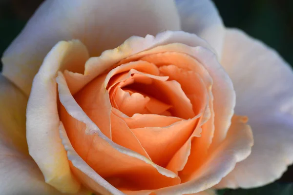 オレンジ色の美しいバラの花を閉じる — ストック写真