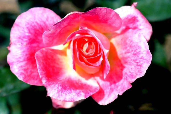 Primer plano Hermosa rosa rosa flor — Foto de Stock