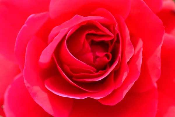 Un primer plano macro de una rosa roja — Foto de Stock