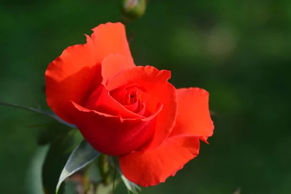Primer plano Hermosa flor de rosa roja — Foto de Stock