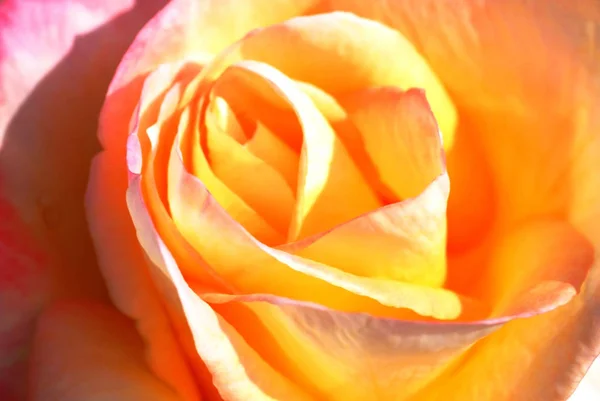 Красивый желтый цветок розы — стоковое фото