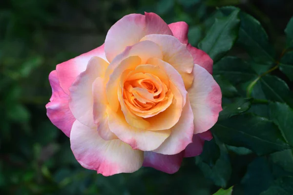 Закрыть красивый цветок розы — стоковое фото
