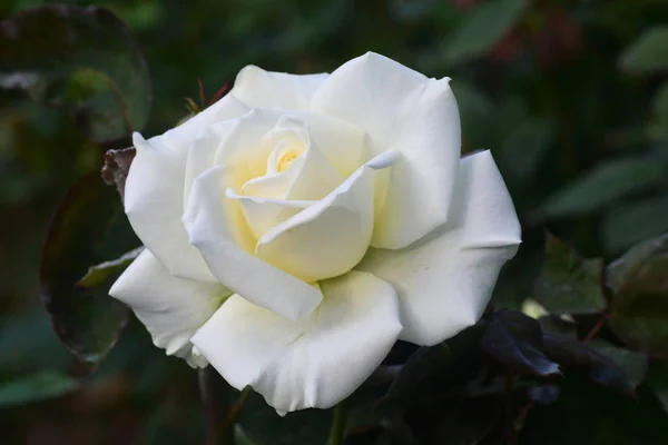 Primer plano Hermosa flor de rosa blanca — Foto de Stock