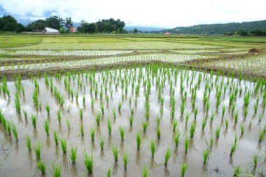 Yeşil pirinç tarlaları teraslı 