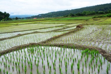 Yeşil pirinç tarlaları teraslı 