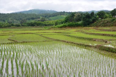 Yeşil pirinç tarlaları teraslı 