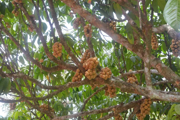 Lansium parasiticum on the tree — Stock Photo, Image