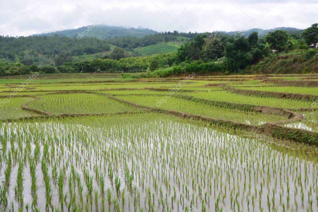 Green Rice fields on terraced 