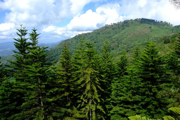 Сосновый лес под облачным голубым небом в горах — стоковое фото