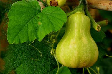 Chayote, ağaç üzerinde asılı Sechium sı.