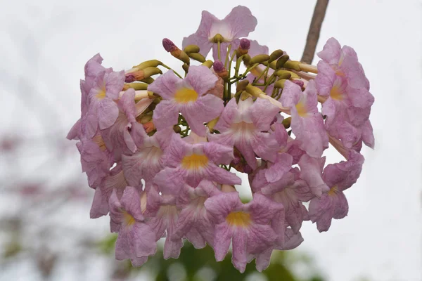 Tabebuia 꽃 (분홍색 트럼펫 나무 ) — 스톡 사진