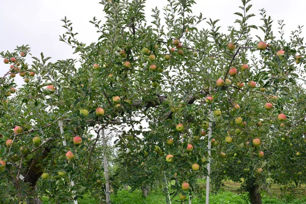 Apple (Malus domestica), na stromě, v Japonsku — Stock fotografie