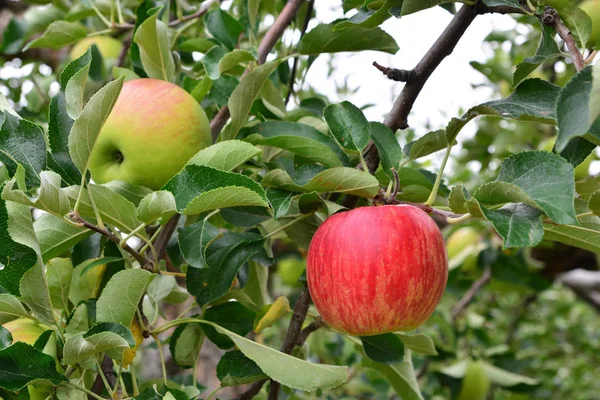 Apple (Malus domestica), na drzewie, w Japonii — Zdjęcie stockowe