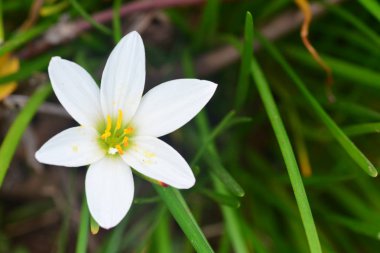  Zephyranthes grandiflora