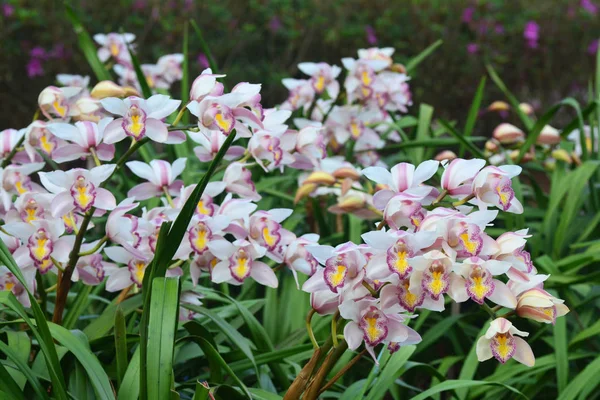 Vacker vit cymbidium blomma orkidé i trädgården — Stockfoto