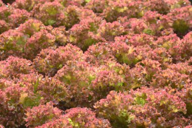 Sebze Bahçe gruptaki Hydroponic bitkiler