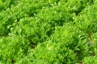 Sebze Bahçe gruptaki Hydroponic bitkiler