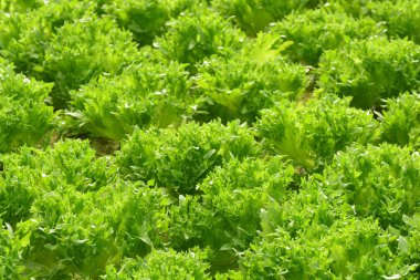 Sebze Bahçe gruptaki Hydroponic bitkiler