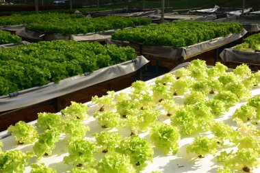Sebze Bahçe gruptaki Hydroponic bitkiler