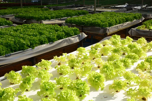 hydroponic plants in vegetable garden farm