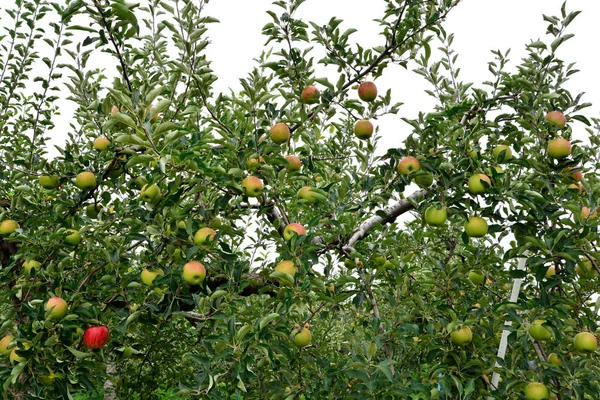 Apfel (malus domestica), am Baum, in Japan — Stockfoto