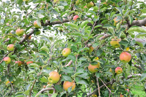 Apple (Malus domestica), σχετικά με το δέντρο, στην Ιαπωνία — Φωτογραφία Αρχείου