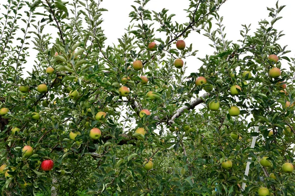 Apple (Malus domestica), na drzewie, w Japonii — Zdjęcie stockowe