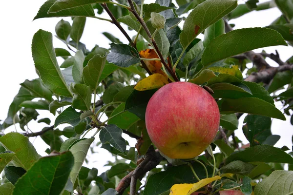Apple (Malus domestica), na drzewie, w Japonii — Zdjęcie stockowe