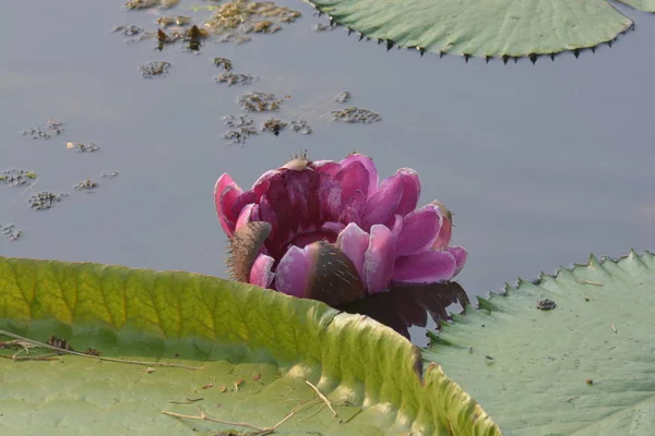 Sebuah waterlily merah muda yang indah (Victoria) atau bunga teratai di kolam — Stok Foto