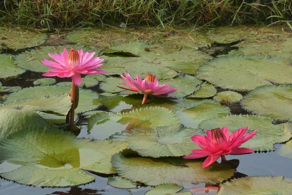 Lírio de água tropical rosa bonito ou flor de lótus na lagoa — Fotografia de Stock