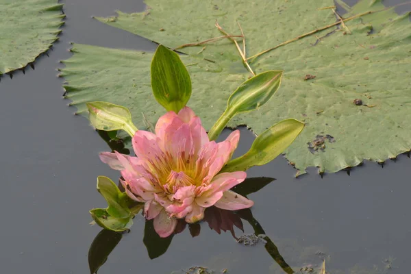 Sebuah bunga mawar tua yang indah bunga bakung atau teratai di kolam — Stok Foto