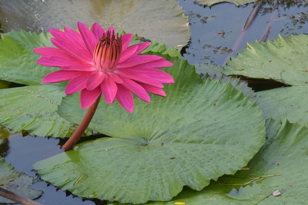 Indah bunga bakung Tropis merah muda atau bunga teratai di kolam — Stok Foto