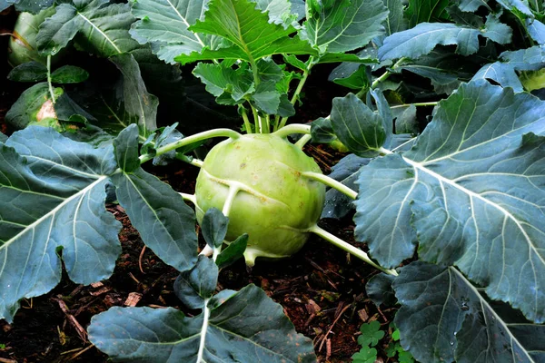 Kohlrabi, 萝卜根卷心菜 — 图库照片